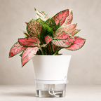 Self-Watering Plant Pot