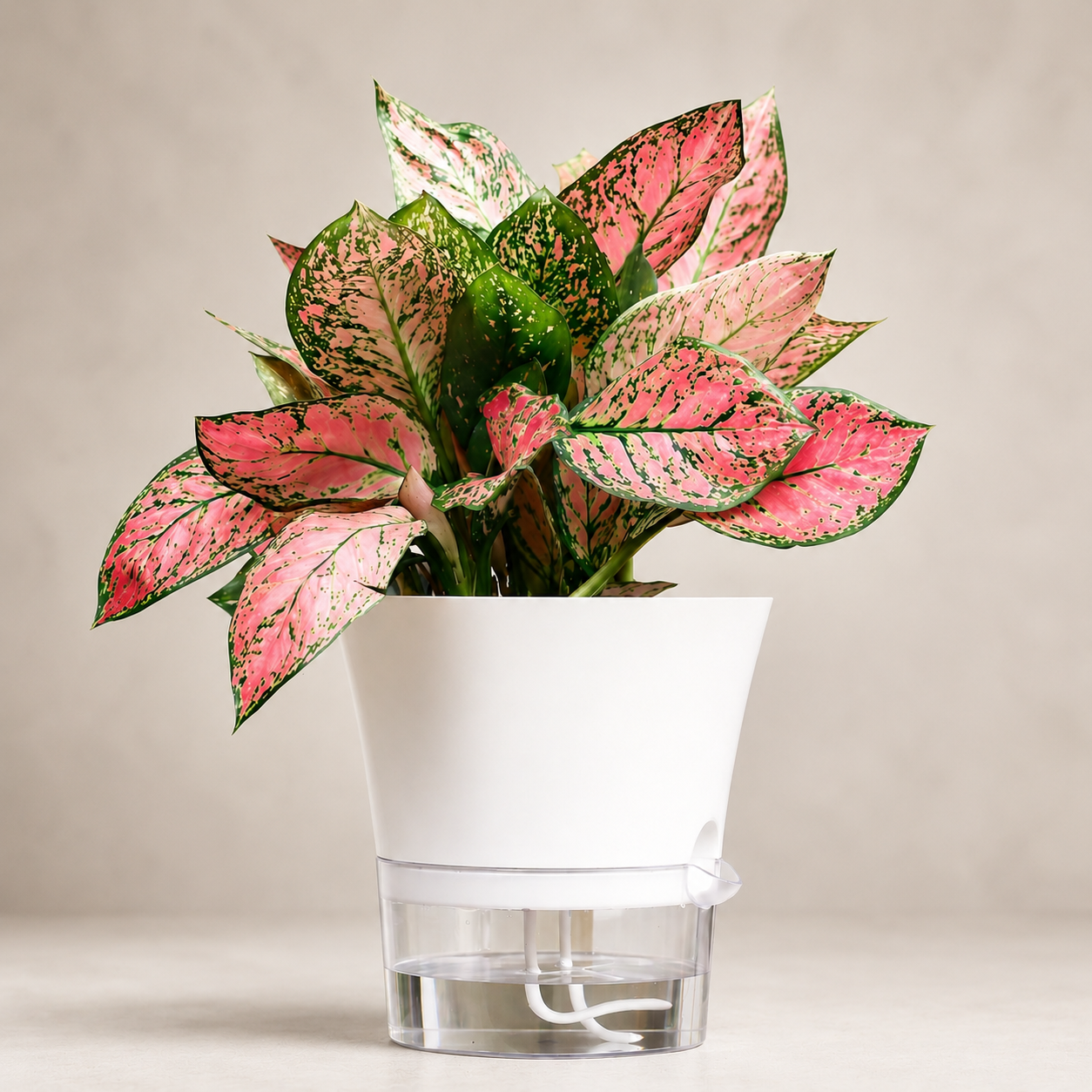 Self-Watering Plant Pot