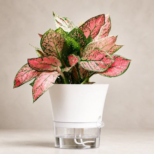 Self-Watering Plant Pot