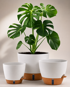 Modern Self-Watering Plant Pot