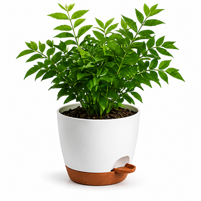 Smart Drainage Plant Pot