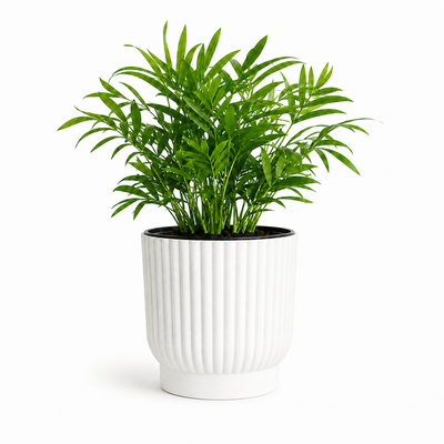 Sustainable Self-Watering Plant Pot
