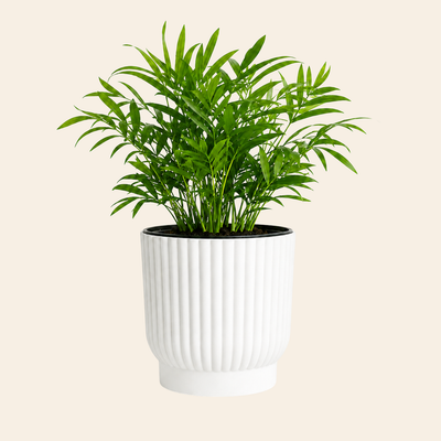Sustainable Self-Watering Plant Pot