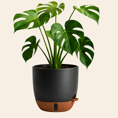 Modern Self-Watering Plant Pot