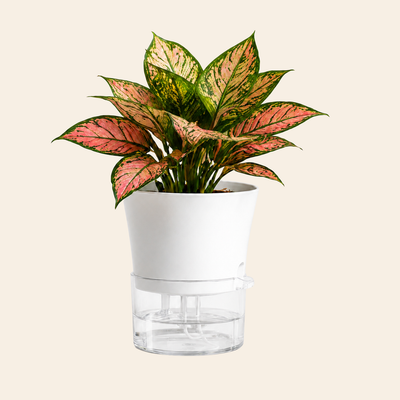 Self-Watering Plant Pot
