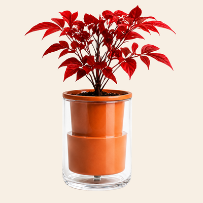 Pionera SelfWater Planter
